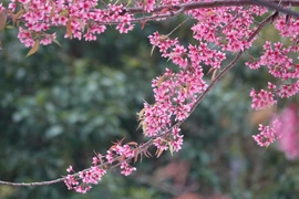 Hoa Tớ Dày khoe sắc rực rỡ trên vùng cao Mù Cang Chải
