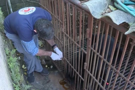 Cứu hộ một cá thể gấu ngựa tại một hộ gia đình ở huyện Mộc Châu, tỉnh Sơn La. (Nguồn: TTXVN)