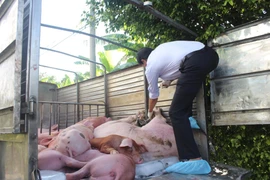 Một vụ bắt giữ xe tải vận chuyển lợn trái phép ở Bạc Liêu. (Ảnh: Huỳnh Sử/TTXVN)