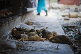 Gà nhiễm virus cúm A/H5N6. (Ảnh minh họa: Trọng Đạt/TTXVN)