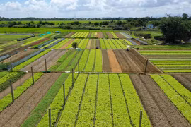 Vùng sản xuất rau an toàn ở xã Quảng Thành, huyện Quảng Điền. (Ảnh: Hồ Cầu/TTXVN)