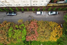 Hàng cây lộc vừng lá vàng, lá đỏ trải dài hơn 100 mét trong khuôn viên trường Đại học Sư phạm Hà Nội. (Ảnh: Thành Đạt/TTXVN)