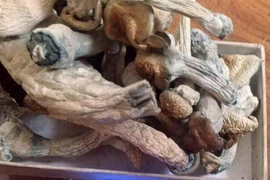 Hà Nội: Khởi tố nam sinh sản xuất 'nấm thức thần' chứa ma túy