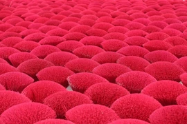 Làng hương Quảng Phú Cầu rực rỡ sắc đỏ. 