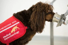 Các chú chó được huấn luyện để phát hiện bệnh nhân COVID-19. (Ảnh: Medical Detection Dogs UK)