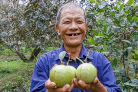 Nông dân HTX Trường Khường A, huyện Phong Điền vui mừng vì vú sữa bao trái được giá. (Ảnh: Thanh Liêm/TTXVN)