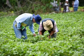 Ảnh minh họa. (Nguồn: CGIAR)
