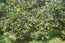 Yên Bái: Cam Văn Chấn rơi vào 'khủng hoảng giá', khó tiêu thụ