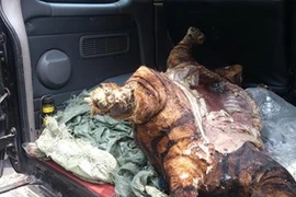 Bắt tạm giam 2 đối tượng vận chuyển trái phép động vật quý hiếm