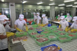 Chế biến cá tra phi lê xuất khẩu. (Ảnh: Vũ Sinh/TTXVN)