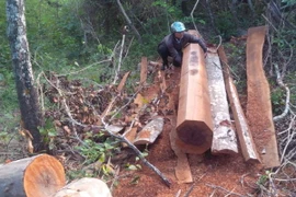 Gia Lai: Xe độ chế ngang nhiên vận chuyển gỗ lậu từ rừng phòng hộ