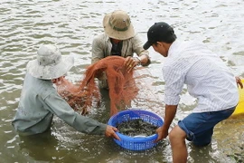 Nông dân thu hoạch tôm nuôi. (Ảnh: Chanh Đa/TTXVN)