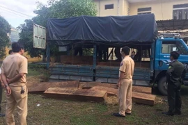 Số gỗ lậu vừa bị bắt giữ. (Ảnh: Quốc Việt/Vietnam+)