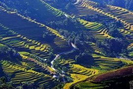 Ruộng bậc thang xã Bản Luốc, huyện Hoàng Su Phì, Hà Giang. (Ảnh: Thanh Hà/TTXVN)