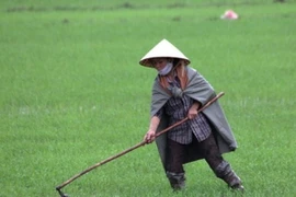 Bạc Liêu xuất hiện cơn mưa "vàng" giải nhiệt cho vụ Đông Xuân 