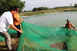 Nông dân thành phố Bạc Liêu thu hoạch tôm nuôi. (Ảnh: Lê Đức Hoảnh/TTXVN)