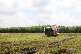 (Ảnh minh họa: Thanh Tân/TTXVN)