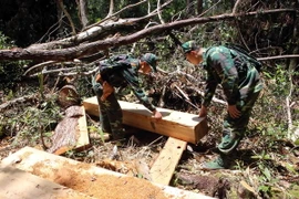 Hiện trường phá rừng pơ mu tại tiểu khu 351. (Ảnh: Trần Lê Lâm/TTXVN)