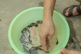 Cá chiên giống được tạo ra bằng phương pháp sinh sản nhân tạo. (Ảnh: Quang Cường/TTXVN)