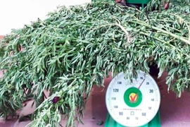 (Ảnh minh họa: Trung Hiếu/TTXVN)