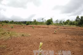 (Ảnh minh họa: Anh Dũng/TTXVN)