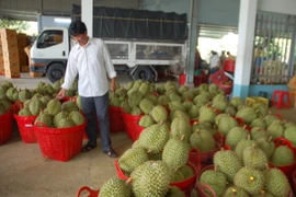 Thương lái thu mua sầu riêng ở xã Long Trung, huyện Cai Lậy, Bến Tre. (Ảnh: Minh Trí/TTXVN)