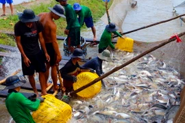 Thu hoạch cá tra thương phẩm. (Ảnh: Thanh Liêm/TTXVN)