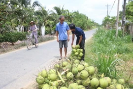 (Ảnh minh họa: Công Trí/TTXVN)