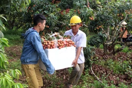 Một điểm thu mua, đóng thùng vải thiều để chuyển đi tiêu thụ ở huyện Lục Ngạn. (Ảnh: Vũ Sinh/TTXVN)