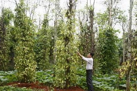 Vườn hồ tiêu. (Ảnh: Hồ Cầu/TTXVN)