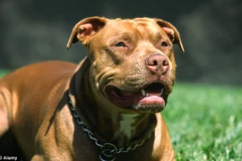 Chó pitbull. (Nguồn: Daily Mail)