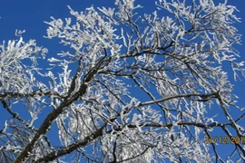 Chùm ảnh băng tuyết phủ trắng trên đỉnh Phja Oắc ở Cao Bằng