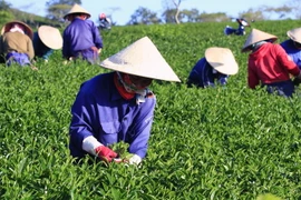Công nhân thu hoạng chè. (Ảnh: Đặng Tuấn/TTXVN)