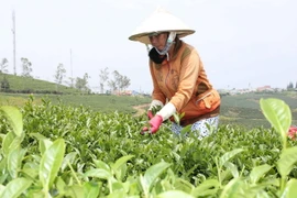 Thu hoạch chè. (Ảnh: Hoàng Kha/TTXVN)