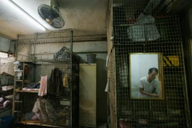 Hình thức nhà ở chất lượng thấp nhất là giường lồng. (Nguồn: Reuters)
