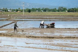 (Ảnh: Công Thử/TTXVN)