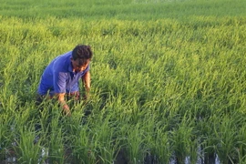 Nông nghiệp là một trong những đề xuất của hai nước. (Ảnh: Huỳnh Sử/TTXVN)