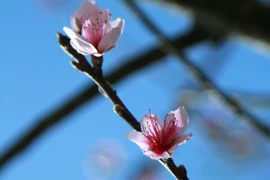 Tuy còn gần ba tháng nữa mới đến Tết nhưng những cánh đào rừng đầu tiên đã nở sớm rực rỡ ở Y Tý. (Ảnh: Xuân Mai/Vietnam+)