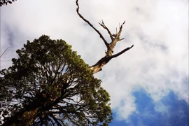 Tôi gọi đây là 'vũ điệu của rừng' khi bắt gặp khoảnh khoắc đầy thú vị này trên hành trình chinh phục đỉnh Lảo Thẩn. (Ảnh: Xuân Mai/Vietnam+)