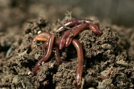 Loài giun ở Pháp đã góp phần gây ra hiện trượng nóng lên toàn cầu. (Nguồn: Reuters)