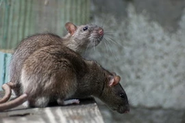 Bão Sandy đã nhấn chìm rất nhiều chuột ở nhà ga tàu điện ngầm, còn nhiều con chuột khác thì chạy lên trên mặt đất. (Nguồn: Shutterstock) 