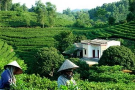 Lượng xuất khẩu chè năm nay cao hơn cùng kỳ năm trước 23%. (Ảnh: giacaphe.com)