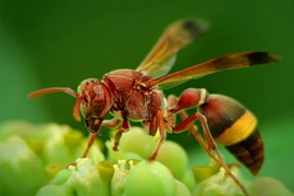 Ong bắp cày. (Nguồn: Internet)