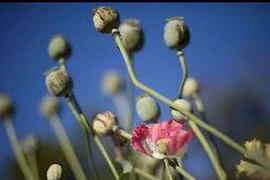 Cây thuốc phiện. (Nguồn: Internet)