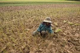 Người nông dân Campuchia trồng lúa trên mảnh đất khô hạn ở tỉnh Kampong Speu. (Nguồn: AP) 