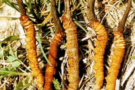 Ảnh minh họa. (Nguồn: vietsciences)