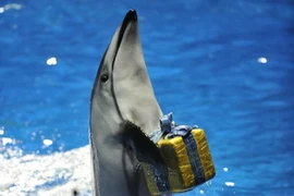 Ảnh minh họa. (Nguồn: AFP/TTXVN)