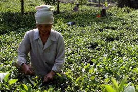 Thu hoạch chè. (Ảnh: An Đăng/TTXVN)