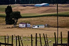 Tình trạng hạn hán ở New Zealand. (Nguồn: Internet)