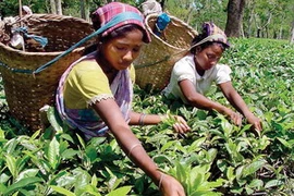 Những người phụ nữ thu hoạch lá chè ở Ấn Độ. (Ảnh: britannica.com)